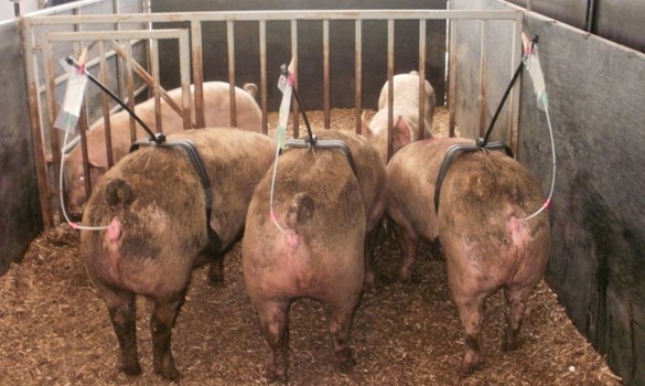 Row of 3 pigs in a pen undergoing artificial insemination, viewed from behind